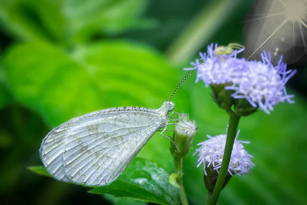 Nahaufnahme Des Weißen Lycaenidae Schmetterlings — Stockfoto