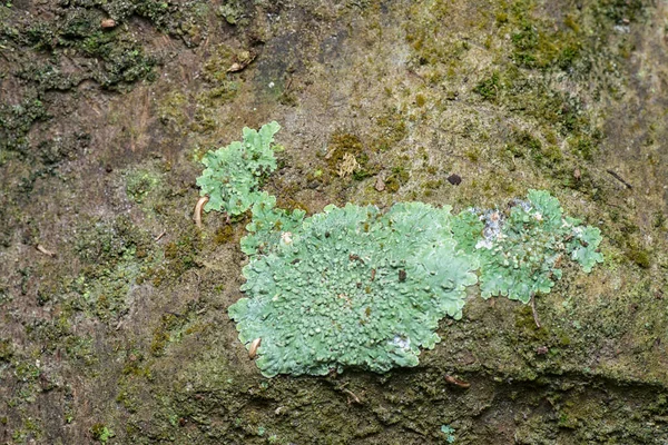 Ağaç Kabuğunda Lichens — Stok fotoğraf