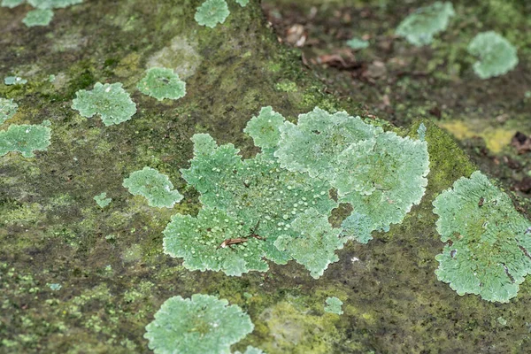 Licheni Sulla Corteccia Dell Albero — Foto Stock