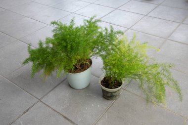 Common green asparagus fern houseplant clipart