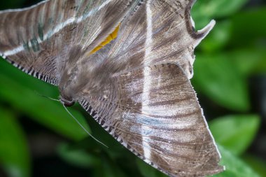 Kırlangıç kelebeğine yakın çekim