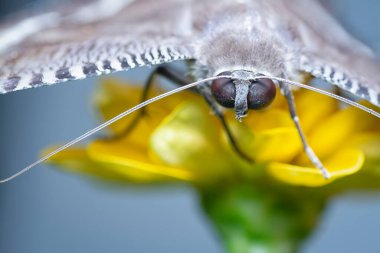 Kırlangıç kelebeğine yakın çekim