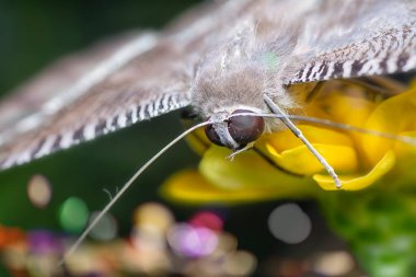 Kırlangıç kelebeğine yakın çekim