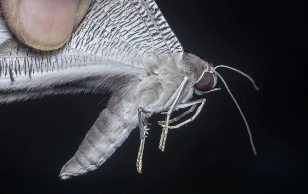 Στενή Βολή Της Πεταλούδας Χελιδόνι — Φωτογραφία Αρχείου