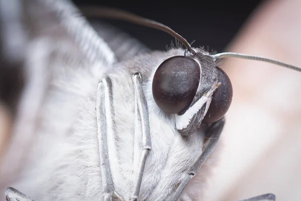 Tiro Cerca Mariposa Swallowtail — Foto de Stock