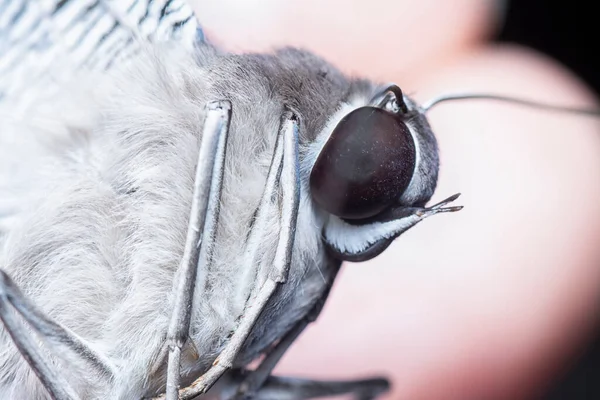 Tiro Perto Borboleta Rabo Andorinha — Fotografia de Stock