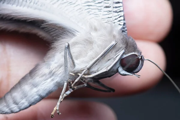 Tiro Perto Borboleta Rabo Andorinha — Fotografia de Stock