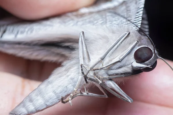 Close Shot Van Zwaluwstaart Vlinder — Stockfoto