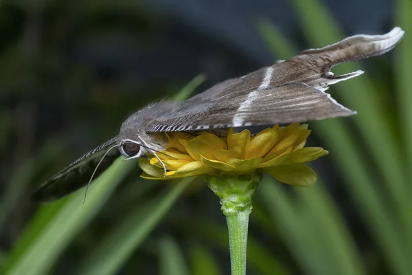 Крупний Знімок Ластівки Метелик — стокове фото