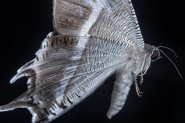 Tiro Cerca Mariposa Swallowtail — Foto de Stock