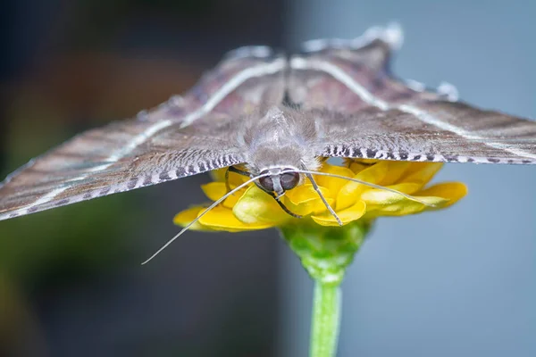 Tiro Perto Borboleta Rabo Andorinha — Fotografia de Stock