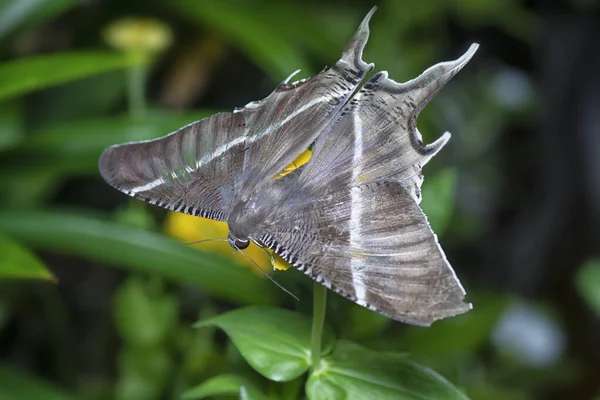 Plan Rapproché Papillon Hirondelle — Photo