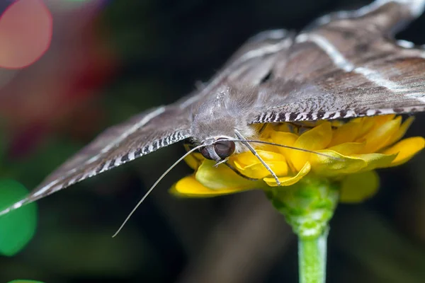 Close Shot Van Zwaluwstaart Vlinder — Stockfoto