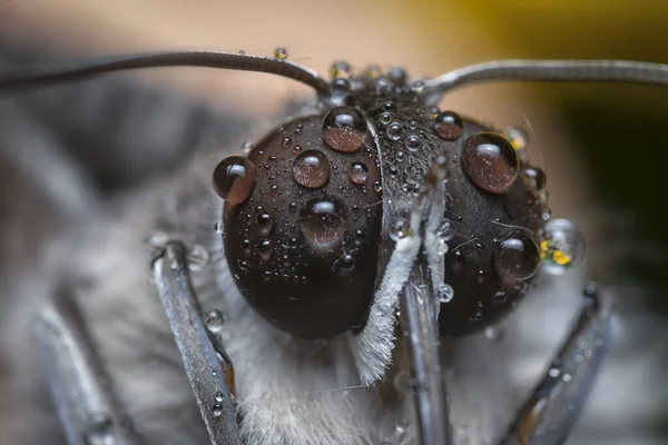 Kırlangıç Kelebeğine Yakın Çekim — Stok fotoğraf