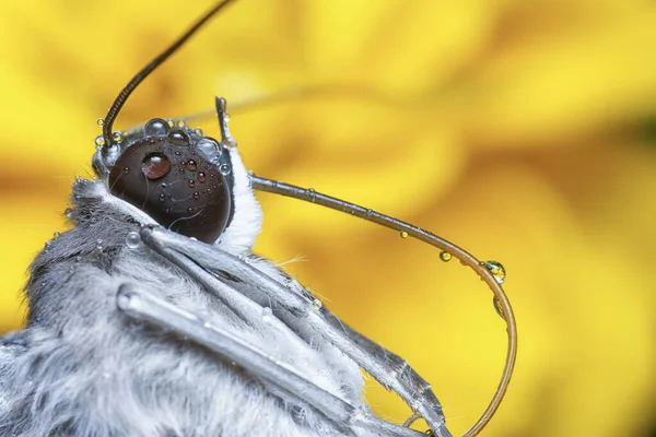 Tiro Perto Borboleta Rabo Andorinha — Fotografia de Stock