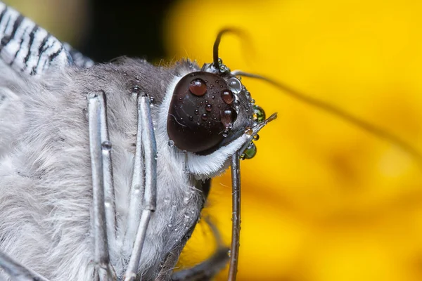 Close Shot Van Zwaluwstaart Vlinder — Stockfoto