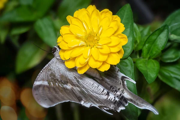 Tiro Cerca Mariposa Swallowtail —  Fotos de Stock