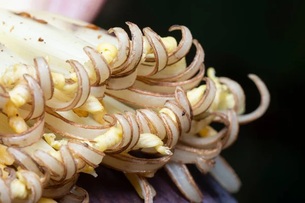 Images Inflorescence Banana Fruiting Stem — Stock Photo, Image