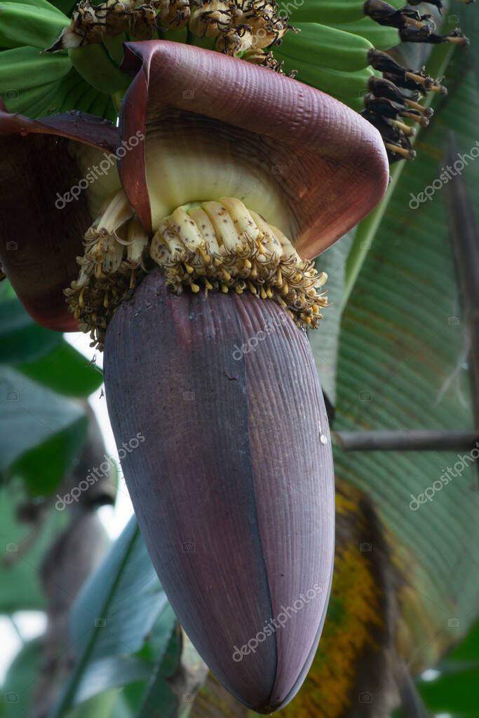 imágenes sobre la inflorescencia del tallo fructífero del plátano. 2022