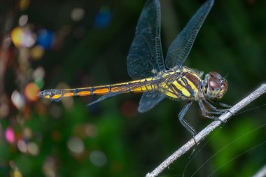 close shot of potamarcha congener dragonfly clipart