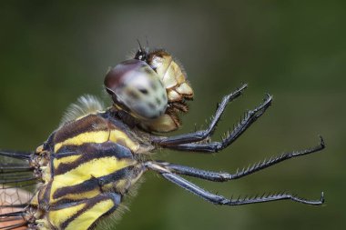 Potamarcha yusufçuğuna yakın çekim