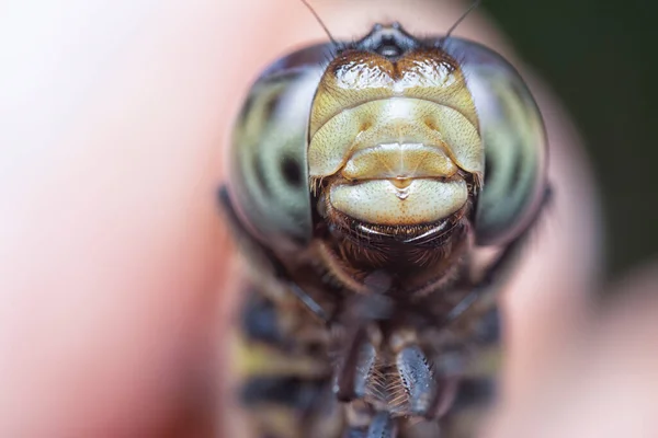 Zblízka Záběr Potamarcha Kongeneru Vážky — Stock fotografie