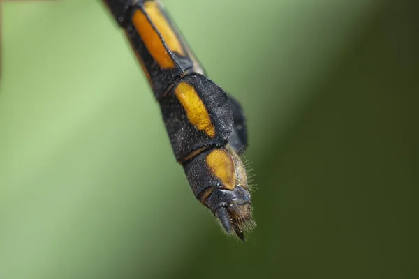 Κοντινή Λήψη Της Ομοθυγατρικής Potamarcha Dragonfly — Φωτογραφία Αρχείου