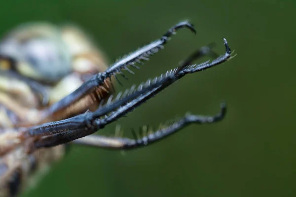 Close Shot Potamarcha Congener Dragonfly — Stock Photo, Image