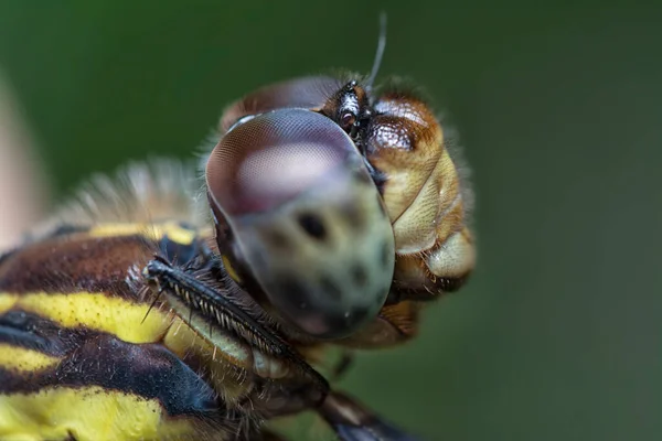 Nahaufnahme Der Potamarcha Congener Libelle — Stockfoto