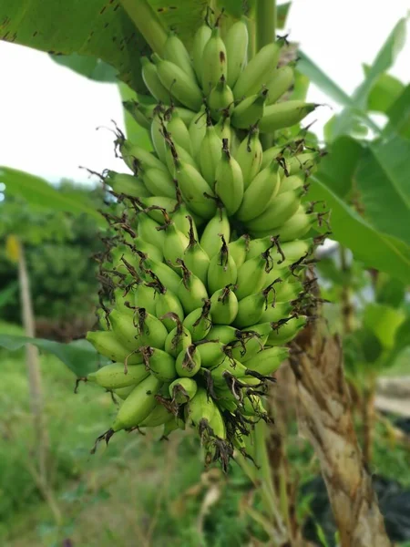 Cluster Unripe Latundan Banana — Stock Photo, Image