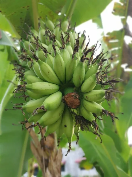 Cluster Unripe Latundan Banana — Stock Photo, Image