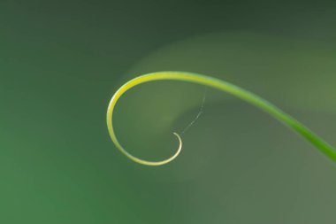 Küçük filizli makro çekim.