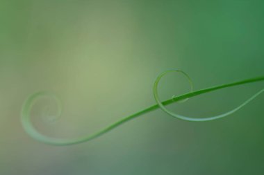 Küçük filizli makro çekim.