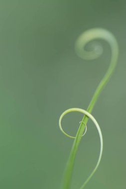 Küçük filizli makro çekim.