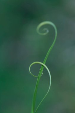 Küçük filizli makro çekim.