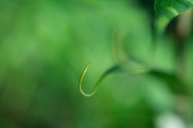 Küçük filizli makro çekim.