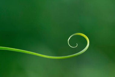 Küçük filizli makro çekim.