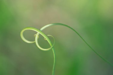 Küçük filizli makro çekim.