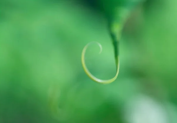 Tiro Macro Ponta Tendril Minúsculo — Fotografia de Stock