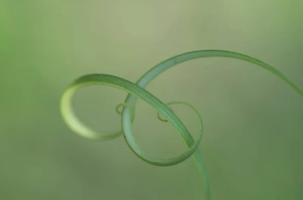 Tiro Macro Ponta Tendril Minúsculo — Fotografia de Stock