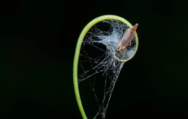 昆虫網を先端にした小さなテンドリルのマクロショットです — ストック写真
