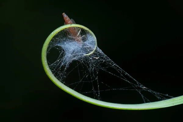 昆虫網を先端にした小さなテンドリルのマクロショットです — ストック写真