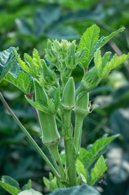 Hanımparmak sebze bitkisinin yakın çekimi..