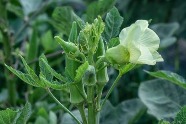 Hanımparmak sebze bitkisinin yakın çekimi..
