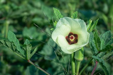 Hanımparmak sebze bitkisinin yakın çekimi..