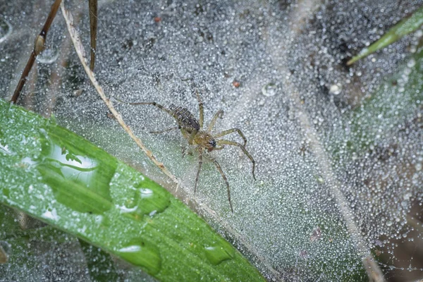 Araña Tierra Tela Llena Rocíos Lluvia — Foto de Stock