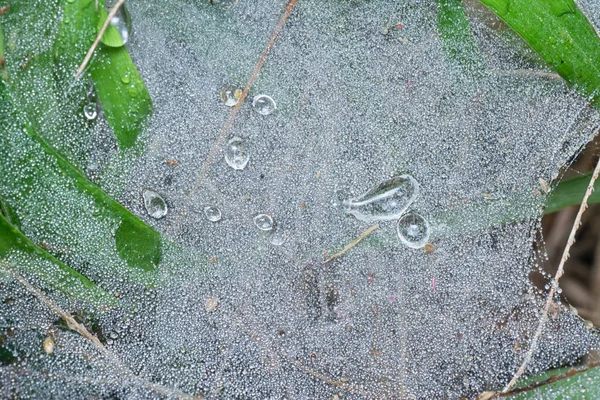 蜘蛛网上的雨雾 — 图库照片