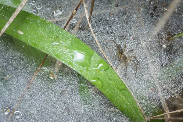 Araña Tierra Tela Llena Rocíos Lluvia —  Fotos de Stock