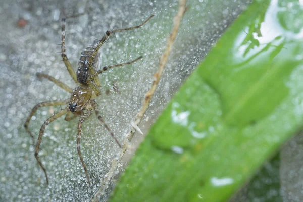 Mletý Pavouk Pavučině Naplněný Dešťovou Rosou — Stock fotografie
