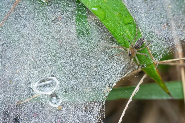 蜘蛛网上的地面蜘蛛 布满了雨水 — 图库照片